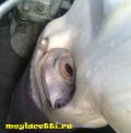 Замена лямбды Лачетти